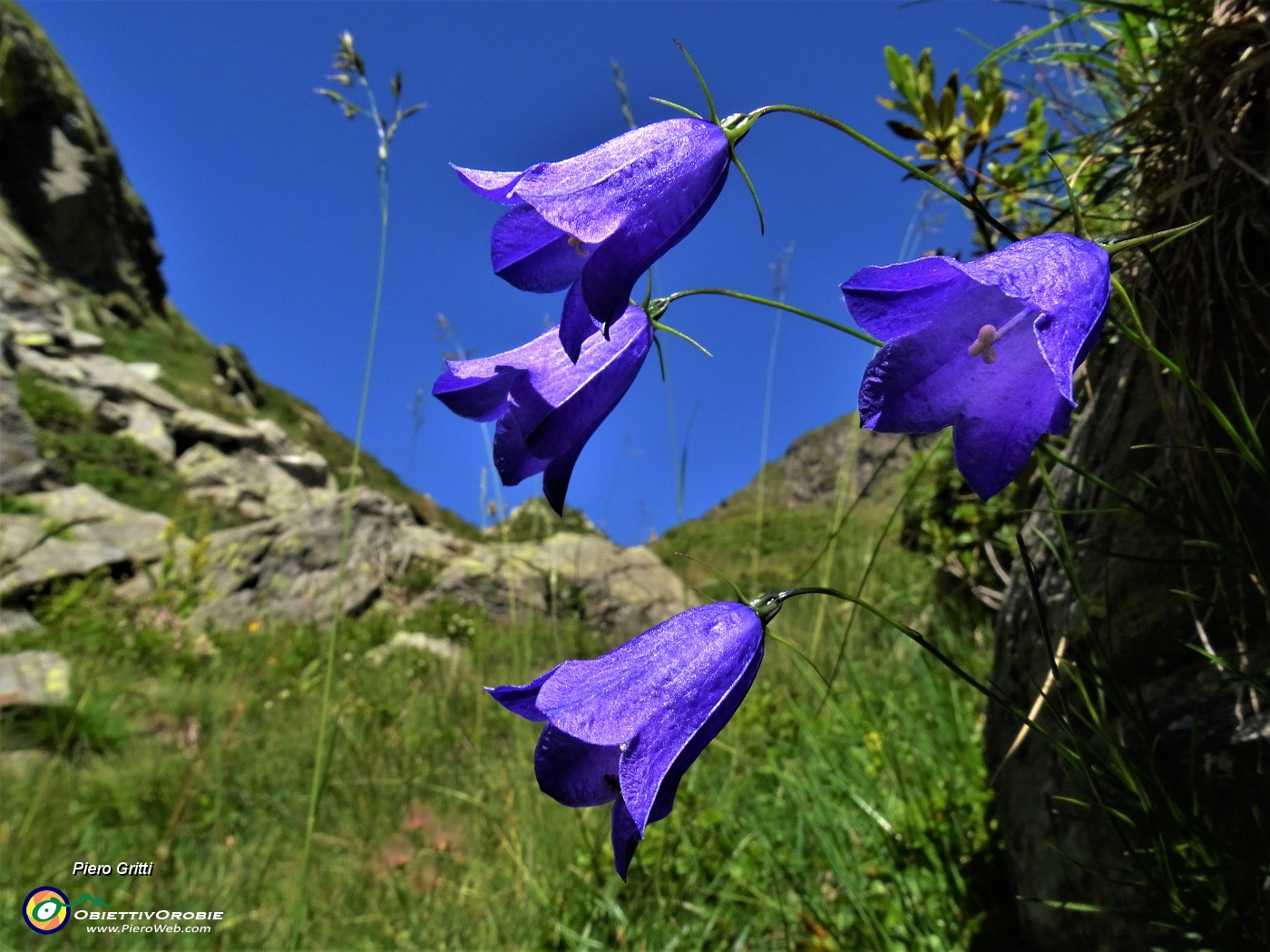 30 Campanula rotundifolia (Campanula soldanella).JPG